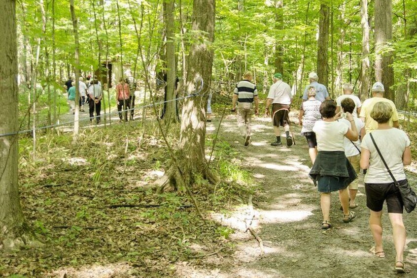 Walking trails bring you into the heart of the forest.