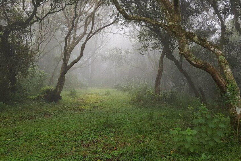 Munnar trek - Western Ghats