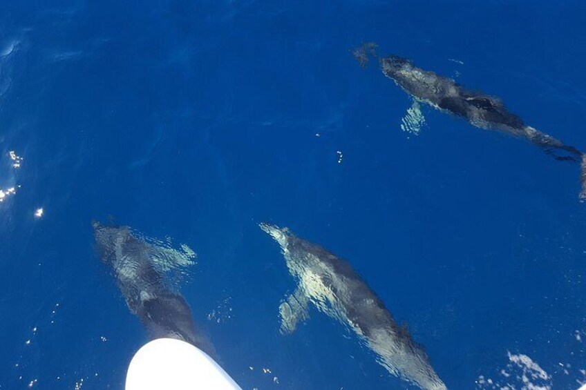 Dolphins swiming around the boat in Marbella