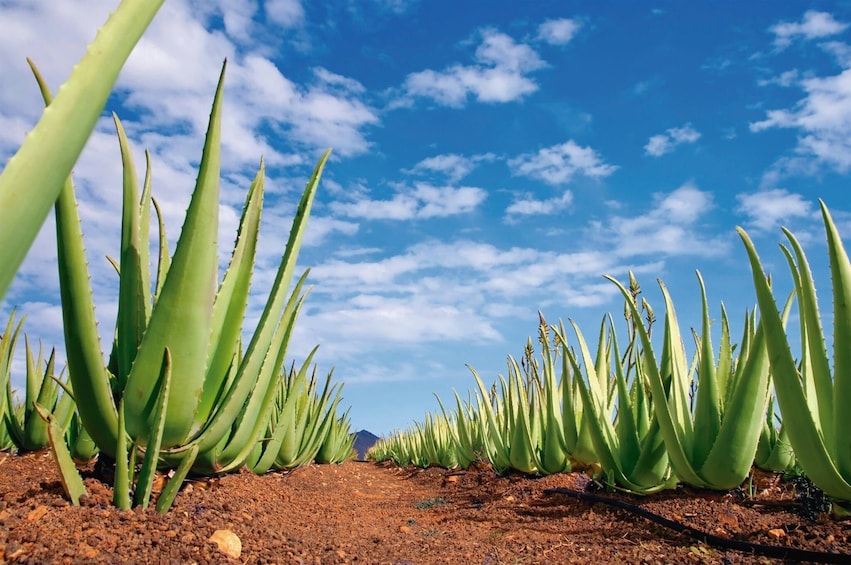 Best of Gran Canaria Full Day Tour with Lunch 