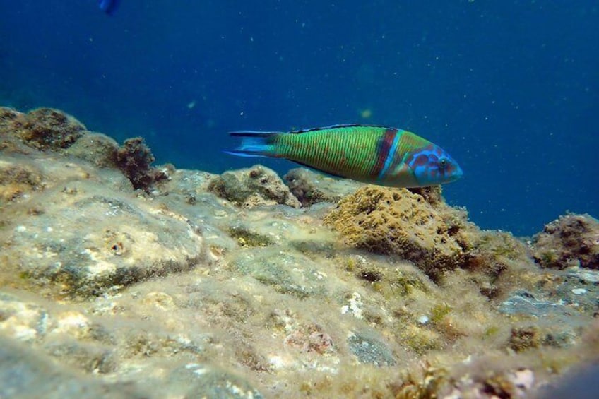 Snorkeling excursion to Tabarca Island