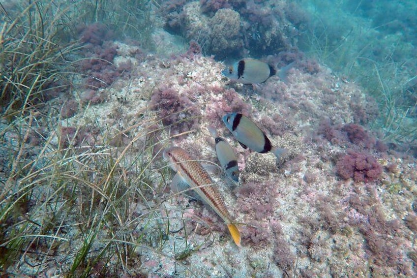 Snorkeling excursion to Tabarca Island