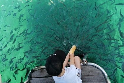 Morning panorama & swimming with a fishes