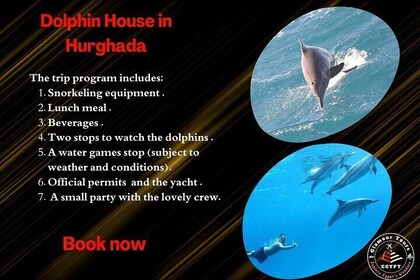 Snorkelling and Swimming at Dolphin House in Hurghada