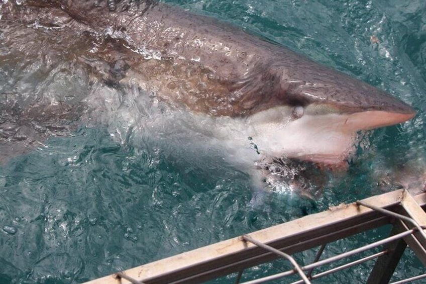 Shark Cage Diving and Viewing from Cape Town