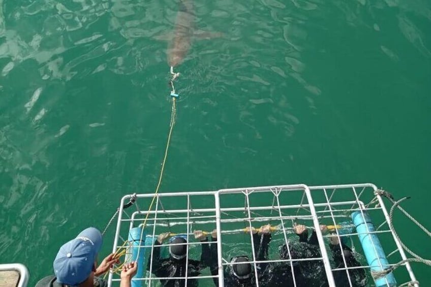 Shark Cage Diving and Viewing from Cape Town