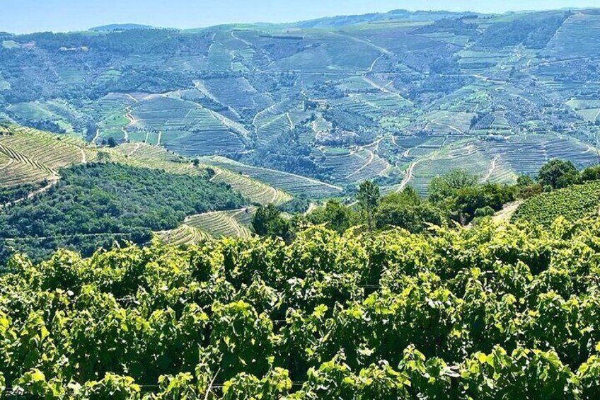 Douro vineyards