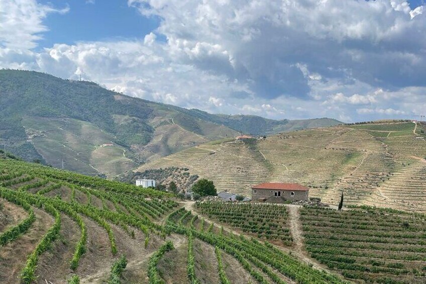 Douro vineyards