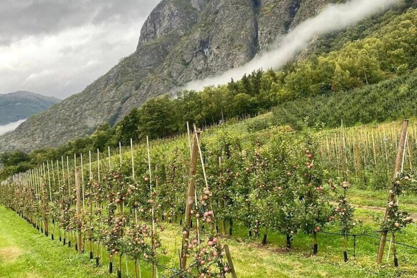See one of the many fruit orchard while we are driving through the Laerdal valley 