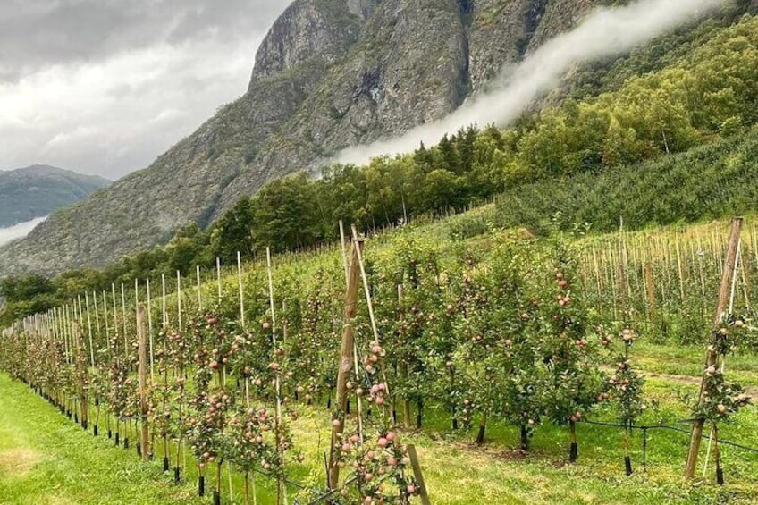 See one of the many fruit orchard while we are driving through the Laerdal valley
