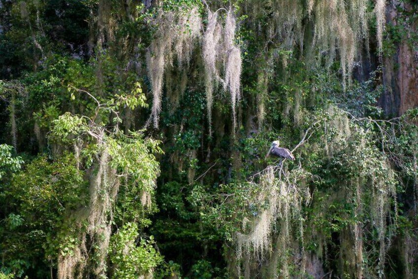 Haitises & Montaña Redonda, Nature's Beauty Tour