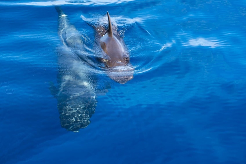 Adults Only Tenerife Freebird Whale Dolphin Catamaran with Lunch 