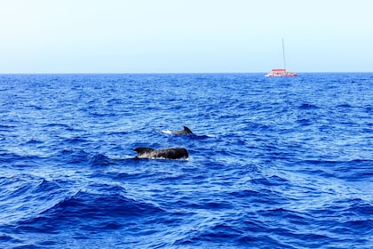 Vain aikuisille Teneriffa Freebird valas delfiini katamaraani lounaalla