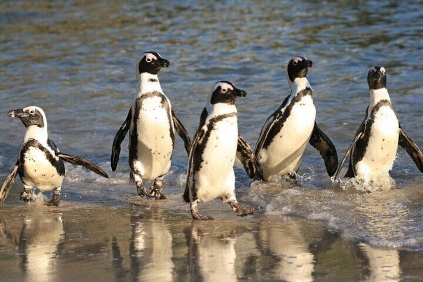 Swim with Penguins at Boulders Beach Penguin Colony