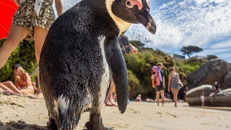 Swim with Penguins at Boulders Beach Penguin Colony