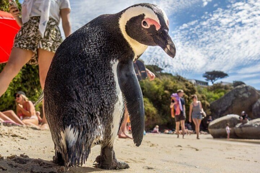 Swim with Penguins at Boulders Beach Penguin Colony
