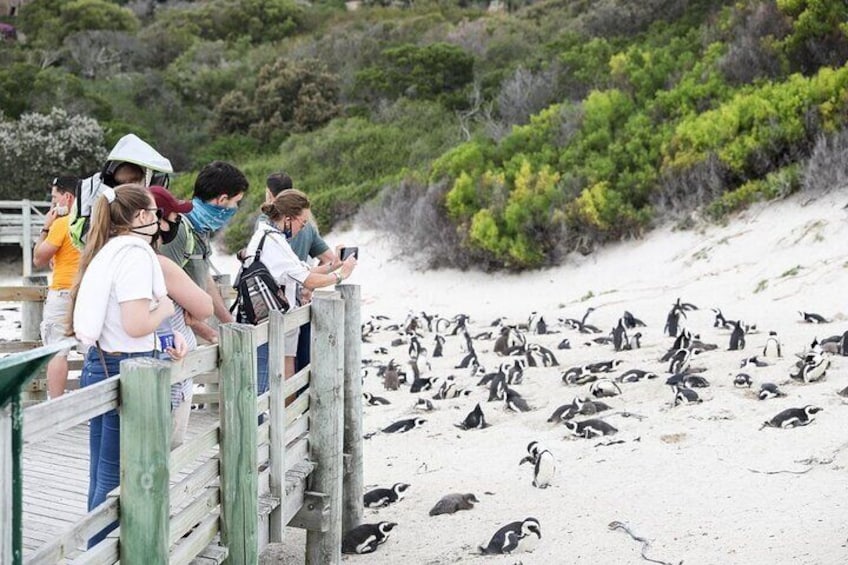 Swim with Penguins at Boulders Beach Penguin Colony