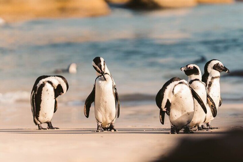 Swim with Penguins at Boulders Beach Penguin Colony