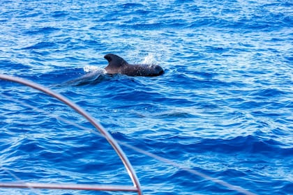 Eksklusivt hval- og delfinkrydstogt med Freebird-katamaran til La Caleta