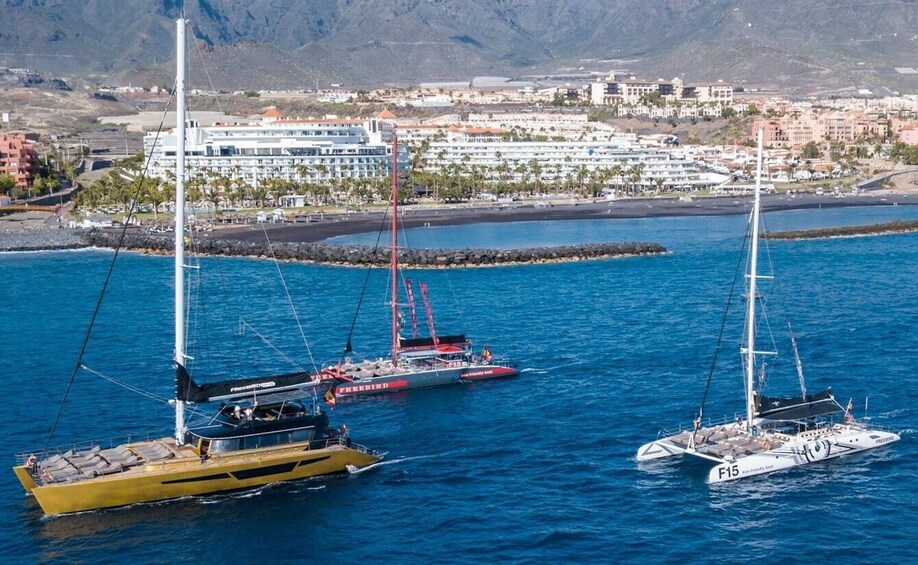 Exclusive Freebird Catamaran Whale and Dolphin Cruise to La Caleta 