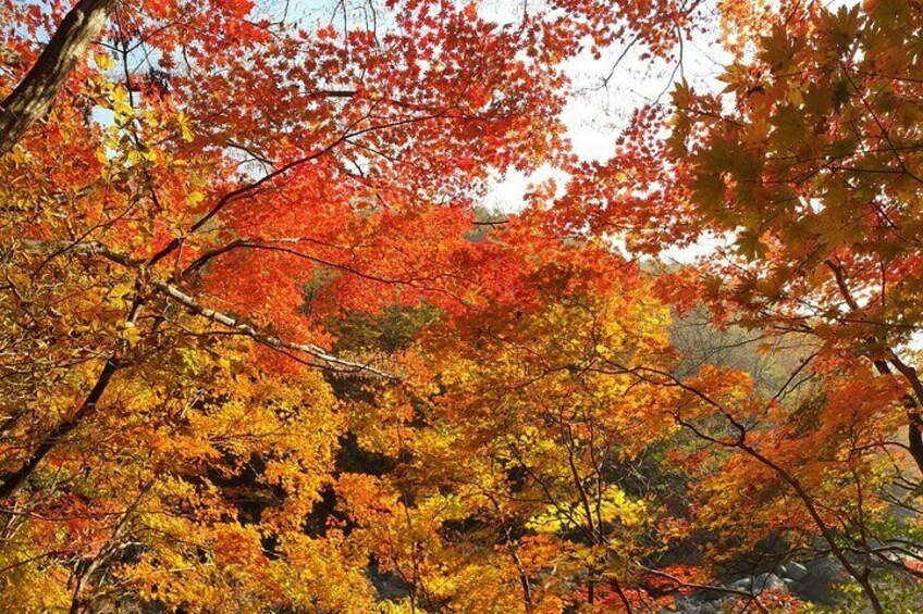 Scenic Jiri Mountain Autumn Foliage One Day Tour