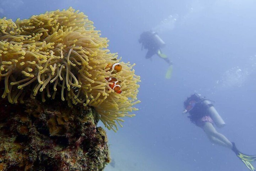 Pulau Perhentian Diving for Beginners