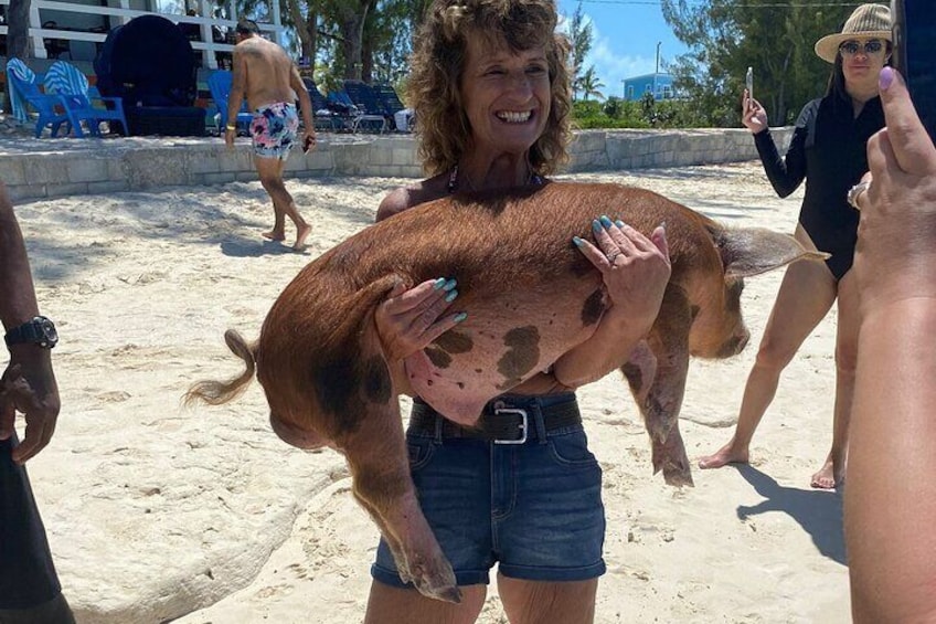 Rose island pigs interaction