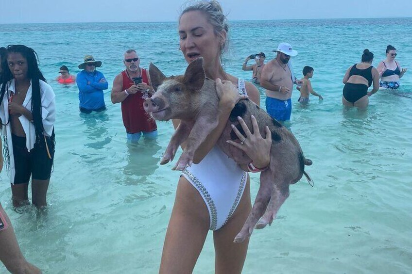 Swimming pigs at rose island 