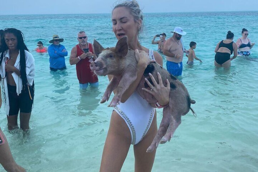 Swimming pigs at rose island