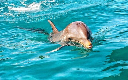Rencontre avec les dauphins sauvages (privée ou partagée) et transferts à l...