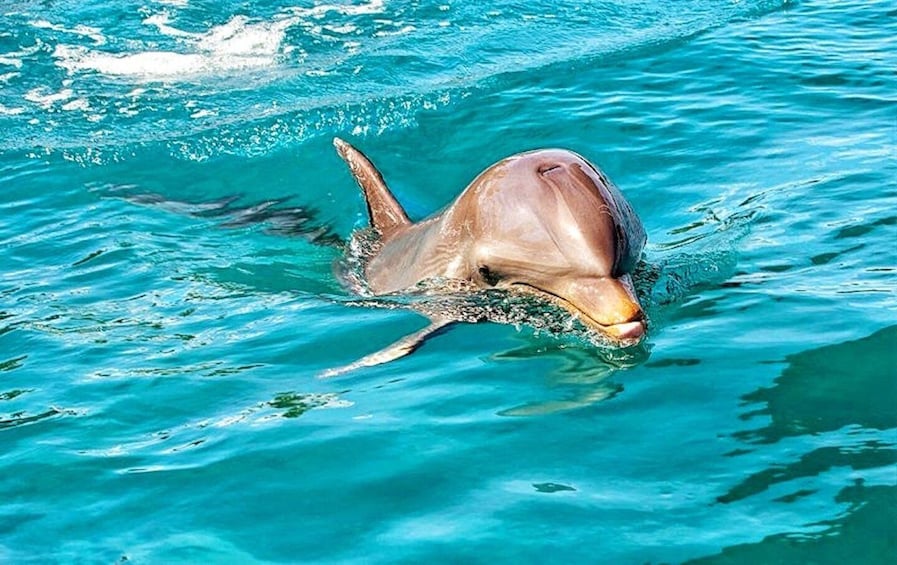 Private or Shared Wild Dolphin Encounter & Hotel Transfers
