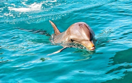 Privat eller delad Wild Dolphin Encounter & Transfer till hotellet