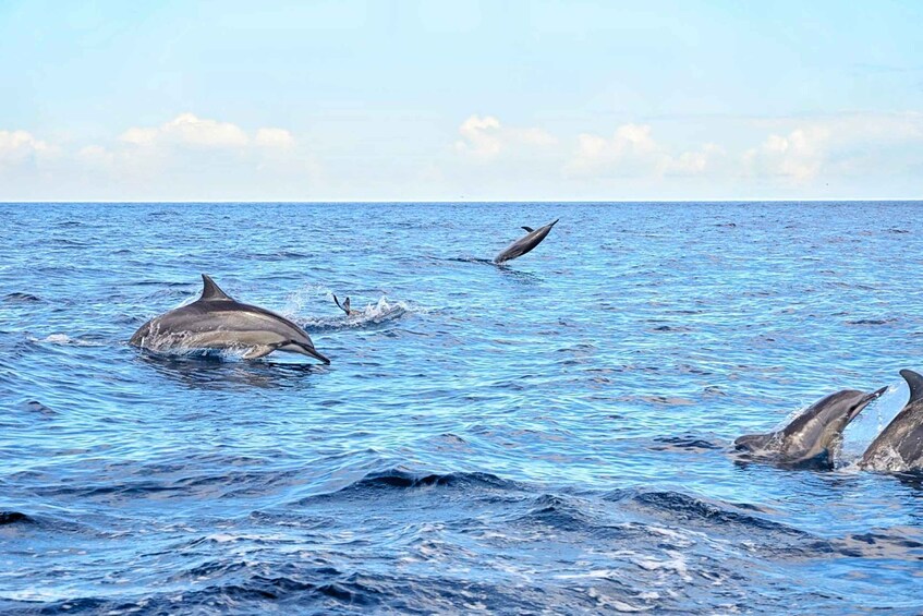 Picture 2 for Activity Private or Shared Wild Dolphin Encounter & Hotel Transfers