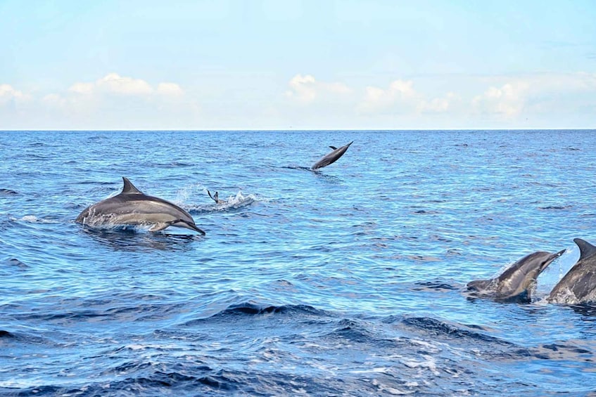 Picture 2 for Activity Private or Shared Wild Dolphin Encounter & Hotel Transfers