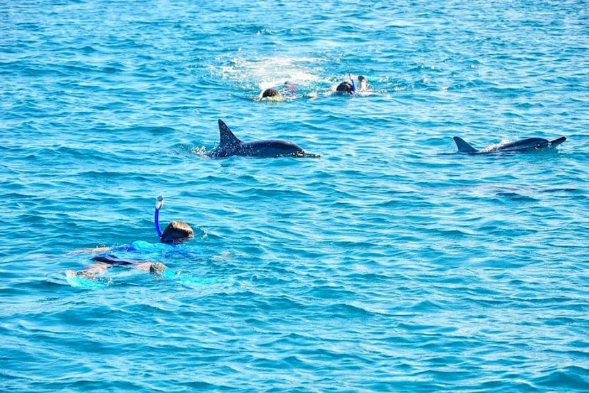 Picture 3 for Activity Private or Shared Wild Dolphin Encounter & Hotel Transfers