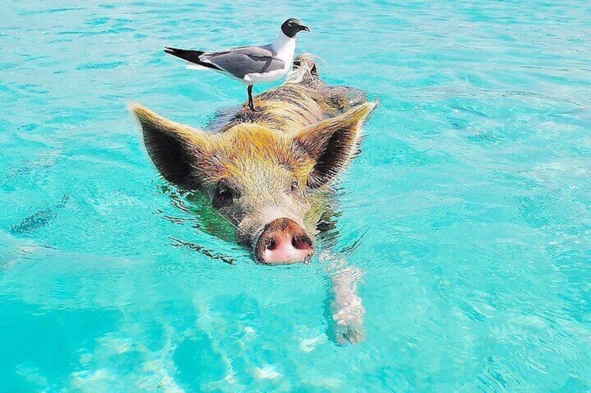 Swimming Pigs Exuma Private Tour (8hrs)