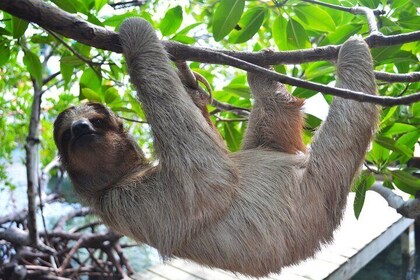 Roatan Monkey and Sloth Sanctuary and Beach Break