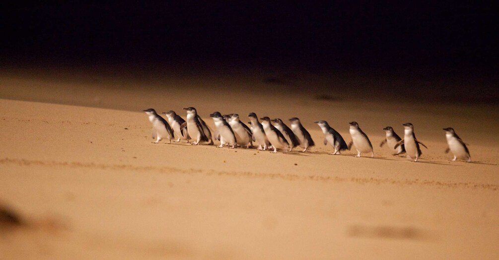 Picture 1 for Activity From Melbourne: Phillip Island Penguin Parade Express Trip