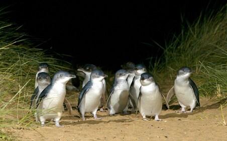 Von Melbourne aus: Phillip Island Penguin Parade Express Trip