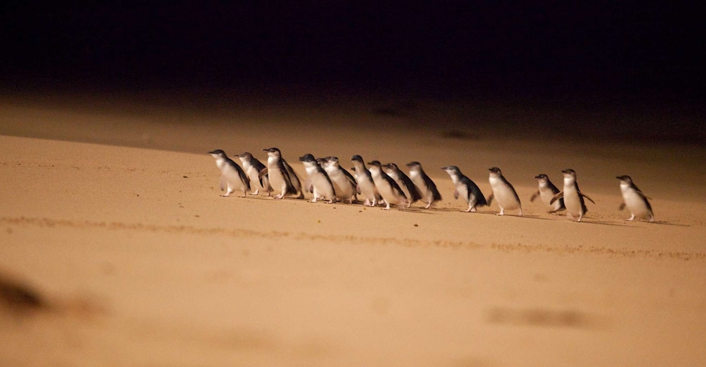 Picture 1 for Activity From Melbourne: Phillip Island Penguin Parade Express Trip