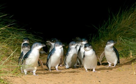 Desde Melbourne: viaje exprés al desfile de pingüinos de Phillip Island