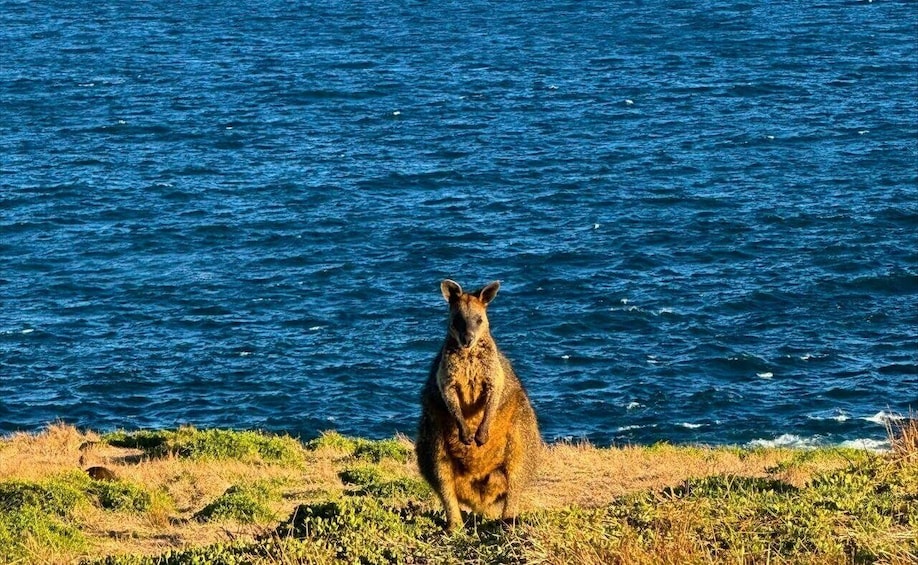 Picture 6 for Activity Phillip Island & Penguin Parade Midday Tour from Melbourne