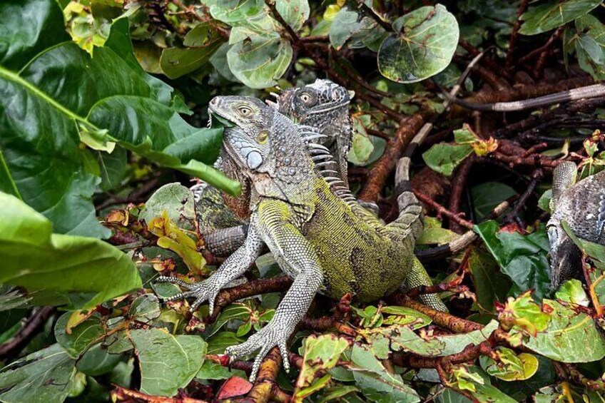 Iguana Feeding