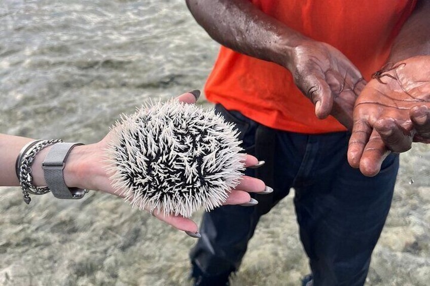 Sea urchins at the famous "Moses Walk"