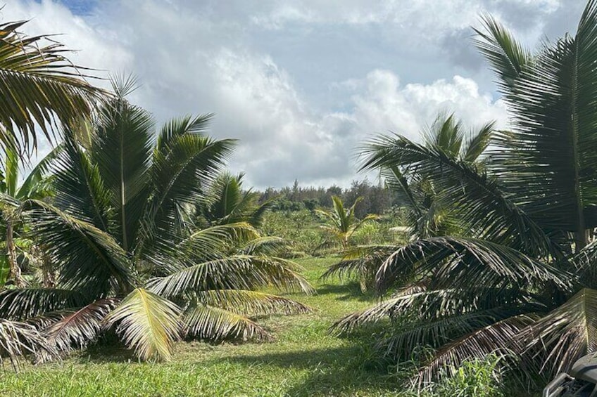 Dwarf Coconut Trees
