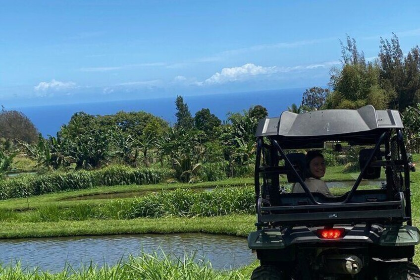 Fish tilapias see Taro plantings.