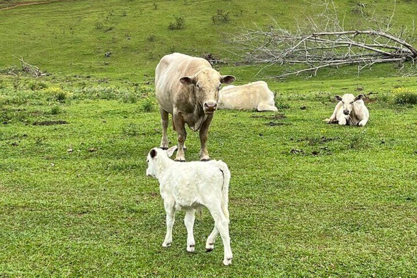 225 head of breeding cattle