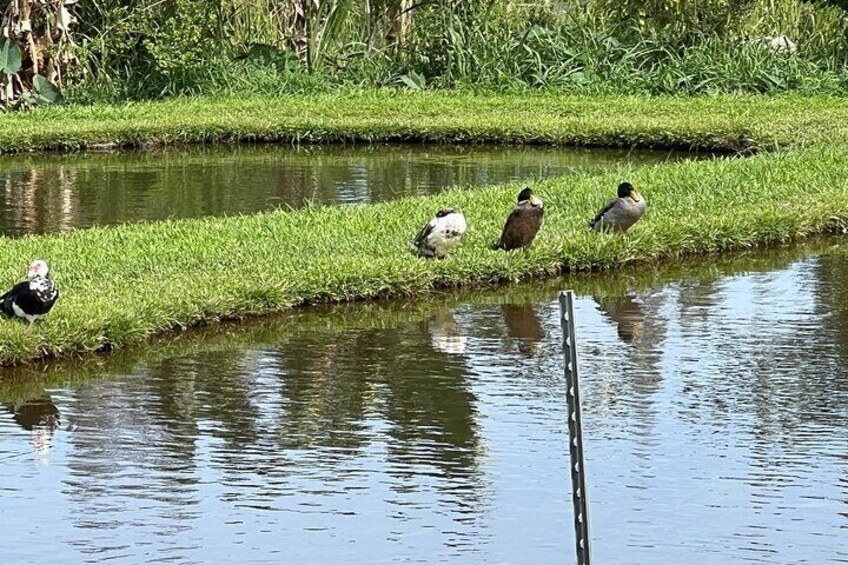 Hawaiian Ducks