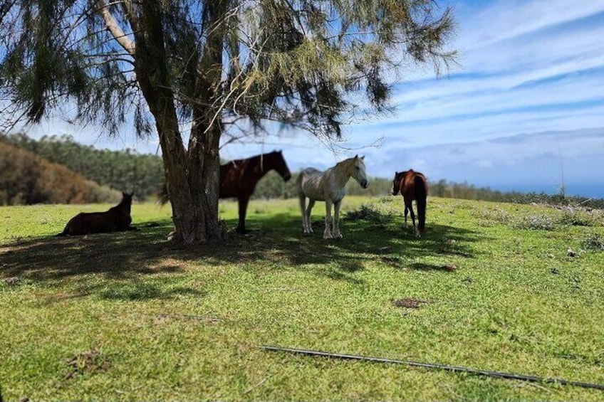horses enjoying shade