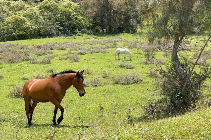 Beautiful horses